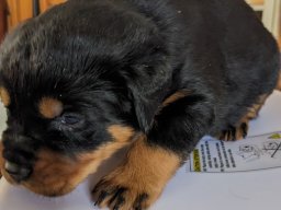 frida 8